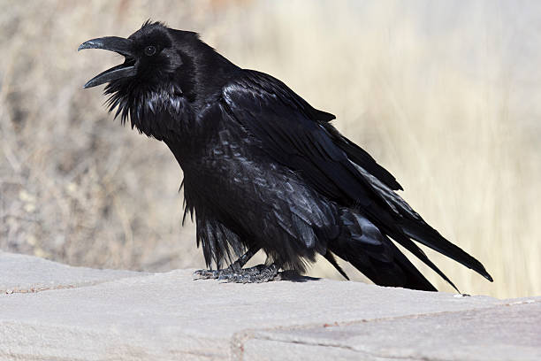 Raven calling Raven with beak open on a stone wall raven corvus corax bird squawking stock pictures, royalty-free photos & images