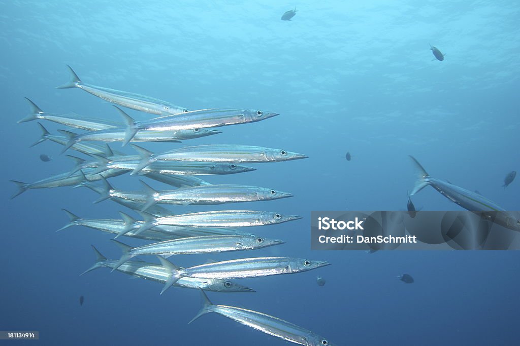 Barracuda Hagin Out - Foto de stock de Animais caçando royalty-free