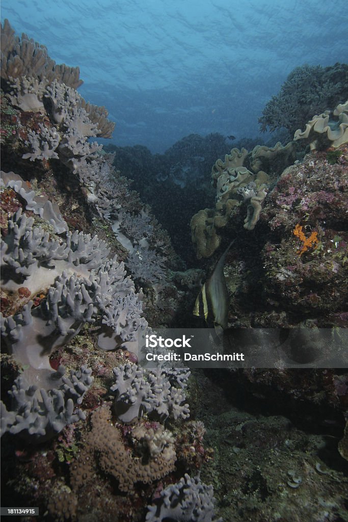 Batfish among the reef A young batfish swims in cracks of the reef Animal Stock Photo