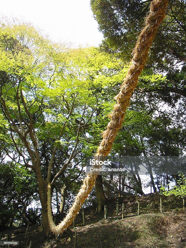 huge Shinto Shrine ropes #3 It ties to the big tree for the festival to which huge Shinto Shrine rope wishes good harvest staple grains.similar image Hemp Stock Photo