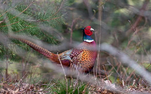 Side view of a single adult male common pheasant walking watchful through grove den, some blur from branches in front