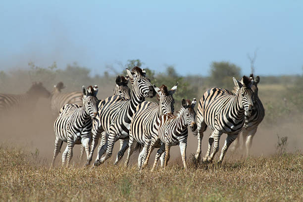 Burchells zebra herd running together with dusty background