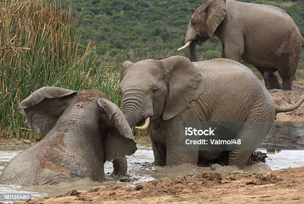 Słoń - zdjęcia stockowe i więcej obrazów Addo - Addo, Błoto, Dorosły