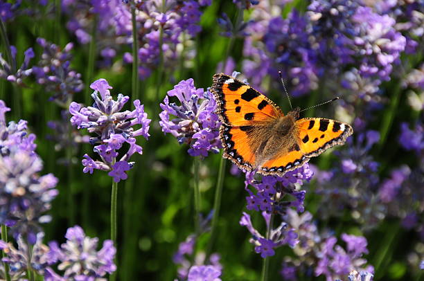istock Small Tortoiseshell Butterfly, U.K. 181135630