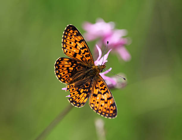 małe pearl bordered fritillary zbliżenie - fritillary butterfly butterfly insect lepidoptera zdjęcia i obrazy z banku zdjęć