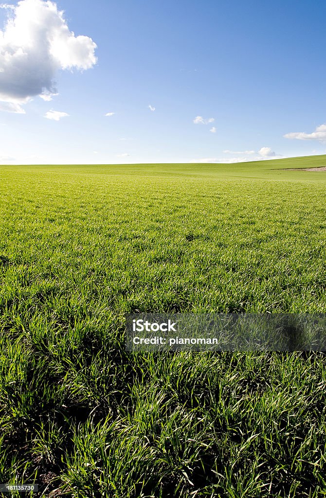 Campo de trigo verde 2 - Foto de stock de Alto contraste royalty-free