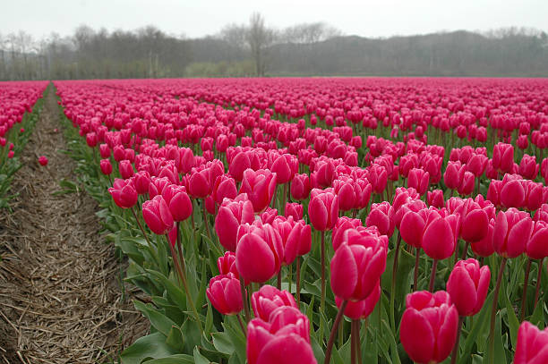 Beautiful Dutch Tulips stock photo