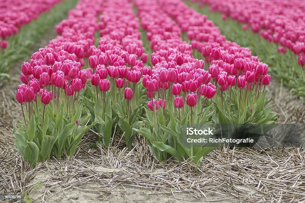 Tulipes néerlandaises - Photo de Activités de week-end libre de droits
