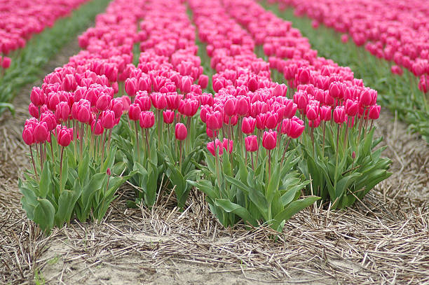 The Dutch Tulips stock photo