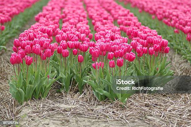 Holenderskie Tulipany W - zdjęcia stockowe i więcej obrazów Badanie - Badanie, Dwoinka rzeżączki, Długi