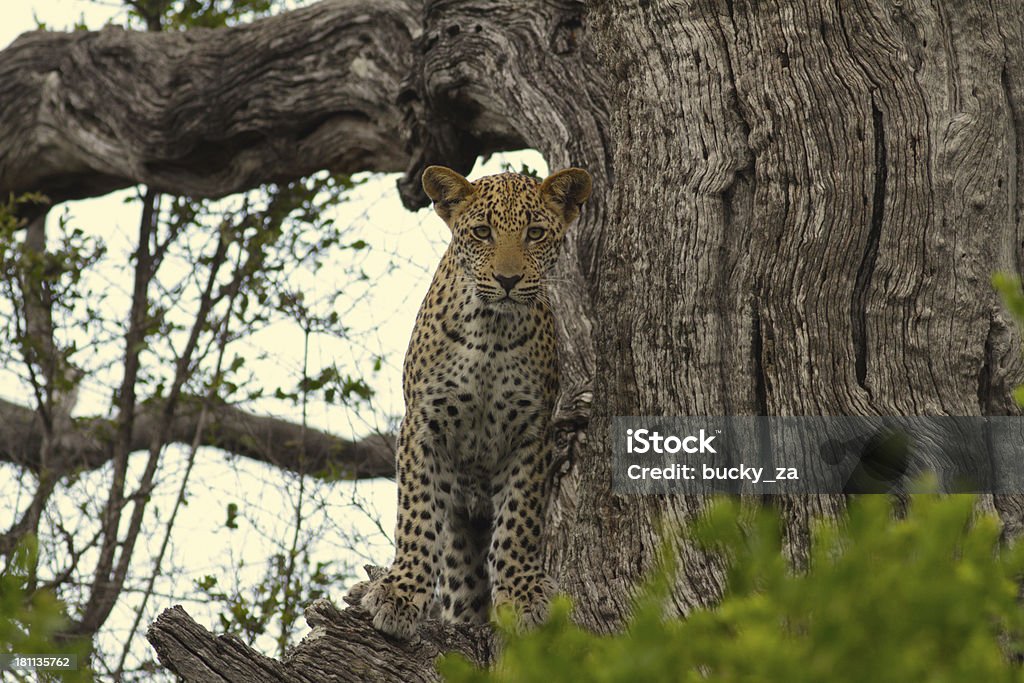 Jovem africano Cria de leopardo na árvore facinf em frente para a câmera - Foto de stock de Leopardo royalty-free