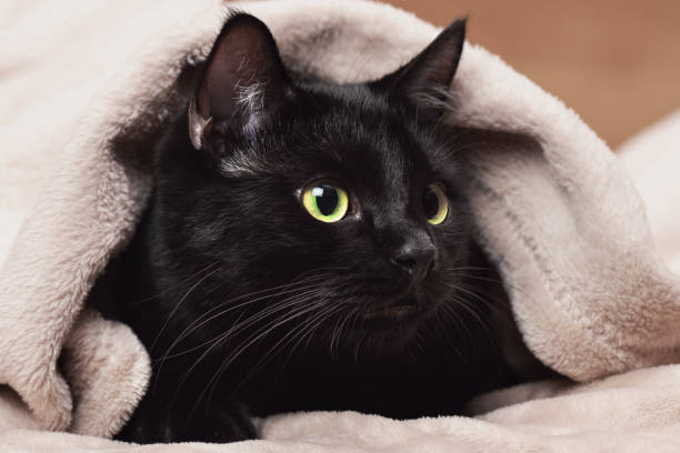 istock Portrait of a black cat peeking out from under a blanket during a cold snap 1811357855