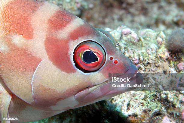 Photo libre de droit de Rock Perche Gros Plan banque d'images et plus d'images libres de droit de Au fond de l'océan - Au fond de l'océan, Bouche des animaux, Branchies