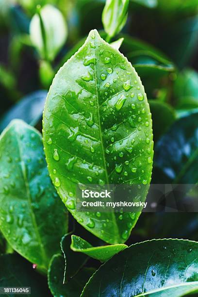 Chácolheita - Fotografias de stock e mais imagens de Chá - Colheita - Chá - Colheita, Folhas de Chá, Sri Lanka