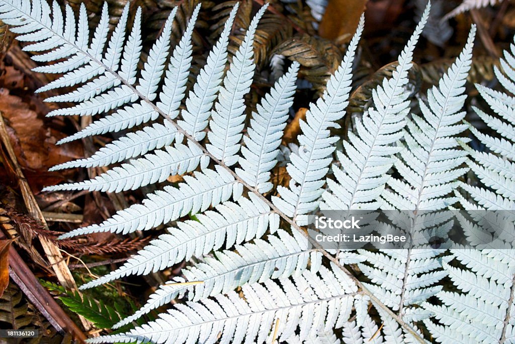 뉴질랜드 실버 양치식물 (Punga) - 로열티 프리 0명 스톡 사진