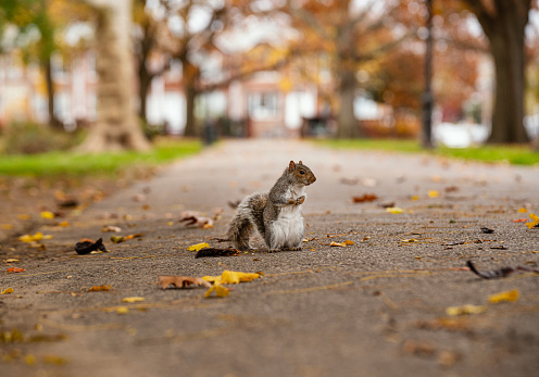 Gray Squirrel in Central Park New York City, USA