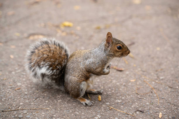 istock Gray Squirrel in Central Park New York City 1811362801