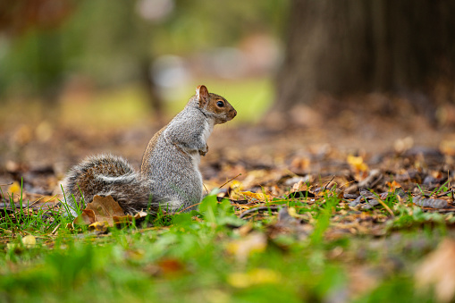 An eastern gray squirrel eating food from its paws, side view.