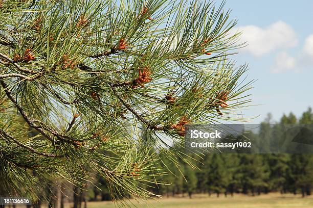 Branch Babykiefer Kegel Stockfoto und mehr Bilder von 2000-2009 - 2000-2009, Ast - Pflanzenbestandteil, Baum