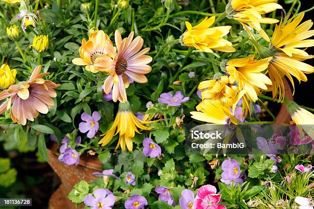 Al Jardín Foto de stock y más banco de imágenes de Aire libre - Aire libre, Amarillo - Color, Belleza de la naturaleza