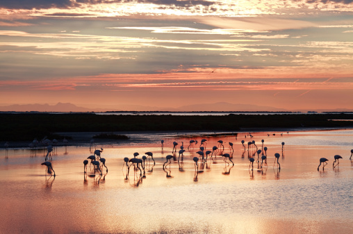 Flamingos at morning in Camargue nature reserve, France.