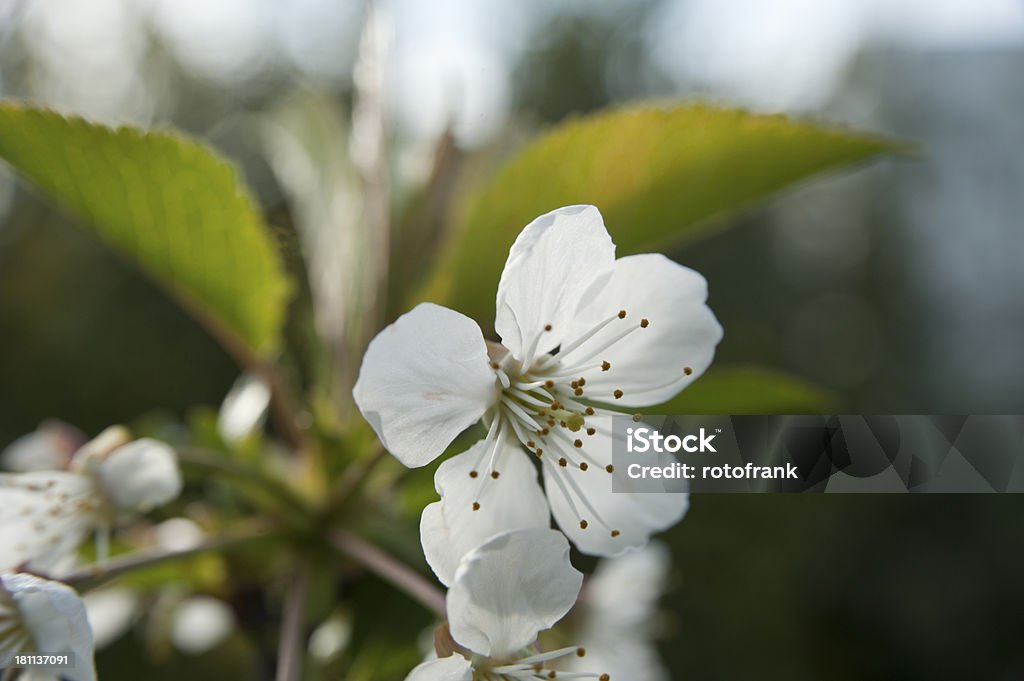 Blühenden Kirschbaum - Lizenzfrei Ast - Pflanzenbestandteil Stock-Foto
