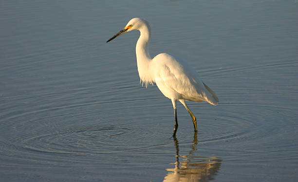 Egret stock photo