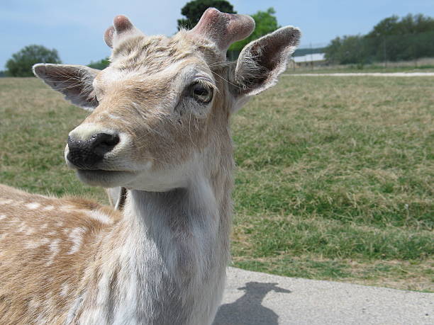 Doe, Doe a Deer, A Female Deer stock photo