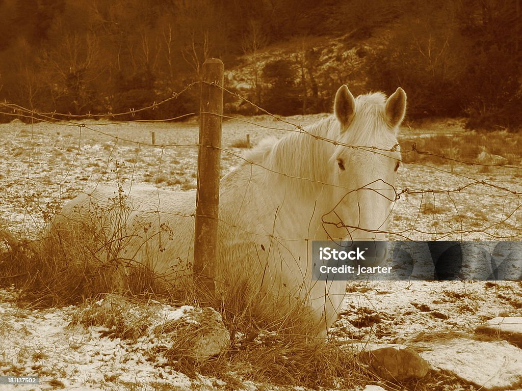HorseA-Tons Sépia - Royalty-free Animal Foto de stock