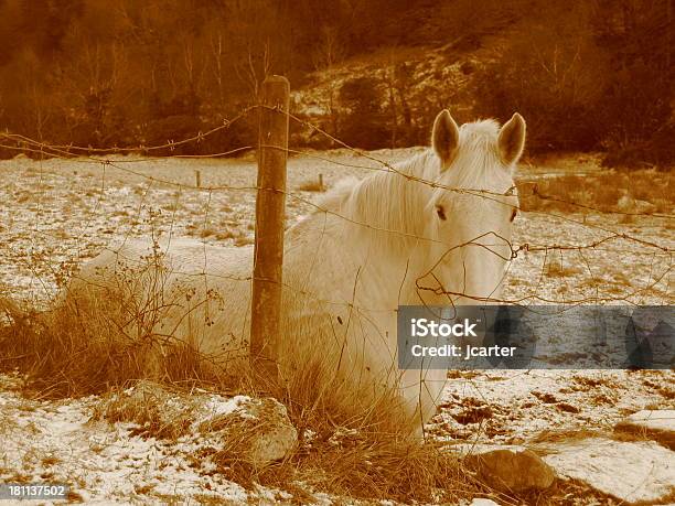 Horseatons Sépia - Fotografias de stock e mais imagens de Animal - Animal, Branco, Cavalo - Família do Cavalo
