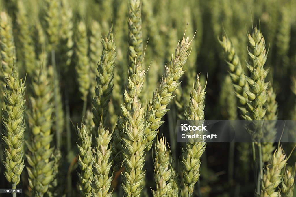 Acerbo grano verde-Raccolto - Foto stock royalty-free di Acerbo