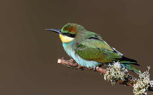 Daytime side view close-up of a single colorful European Bee-Eater perched on a branch, its chest feathers slightly being moved up from the wind