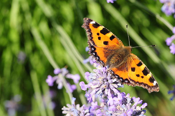 istock Small Tortoiseshell Butterfly, U.K. 181137866