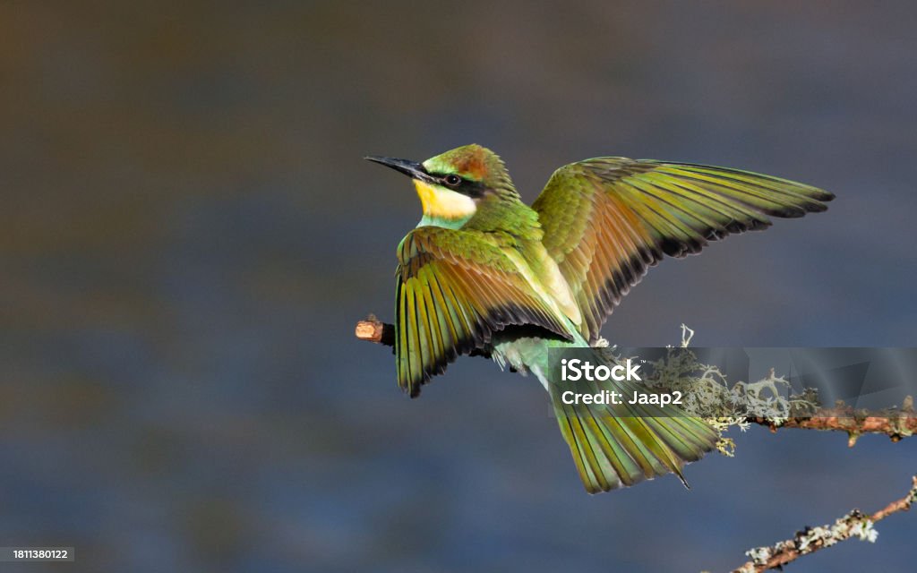 Single European Bee-eater emerging from a tree branch,  wings spread Daytime side view close-up of a single colorful European Bee-eater, emerging from a tree branch  with wings spread and looking at the camera Animal Stock Photo
