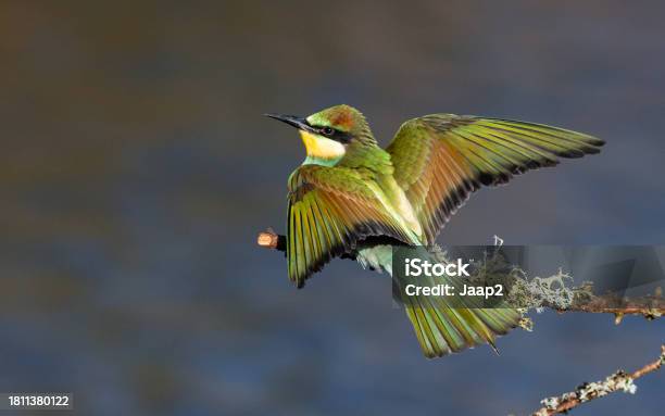 Single European Beeeater Emerging From A Tree Branch Wings Spread Stock Photo - Download Image Now