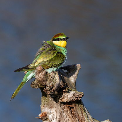 Daytime side view close-up of a single colorful European Bee-eater, perched on a tree trunk and looking at the camera