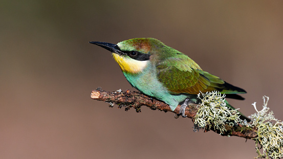 Daytime side view close-up of a single colorful European Bee-Eater perched on a branch, its chest feathers being moved up from the wind