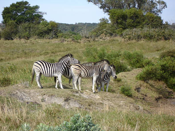 zèbres vers le plan d'eau - zippyzoo photos et images de collection