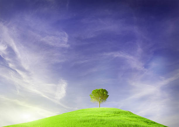 istock [h1]Lonely tree in the Tuscany field, Italy[/h1] 181138023