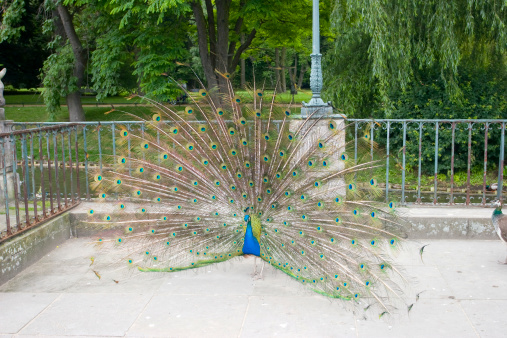 Peacock with beautiful feathers, ready to dance