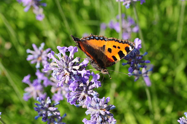 istock Small Tortoiseshell Butterfly, U.K. 181138443