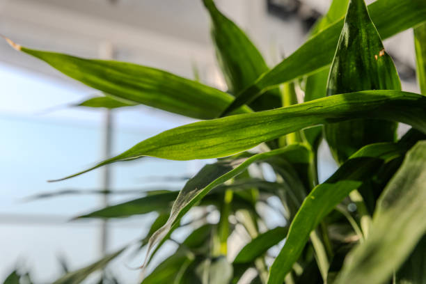 Macro Photography of Lucky Bamboo