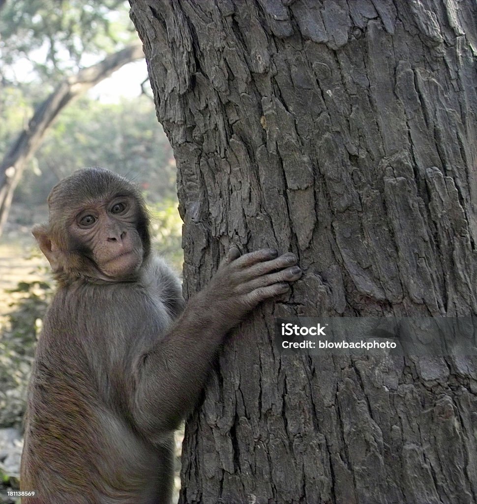 ÍNDIA: Macaco em uma árvore - Royalty-free Agarrar Foto de stock