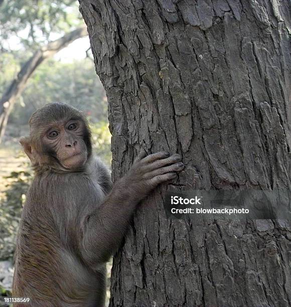 Índia Macaco Em Uma Árvore - Fotografias de stock e mais imagens de Agarrar - Agarrar, Animal, Capitais internacionais