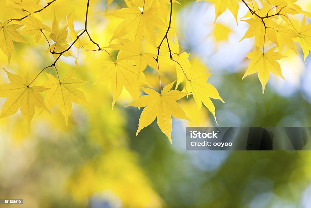 Jasny kolory jesieni - Zbiór zdjęć royalty-free (Bez ludzi)