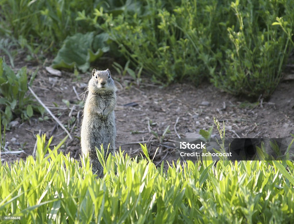 Attention! A ground squirrel standing at attention.See also: Advice Stock Photo