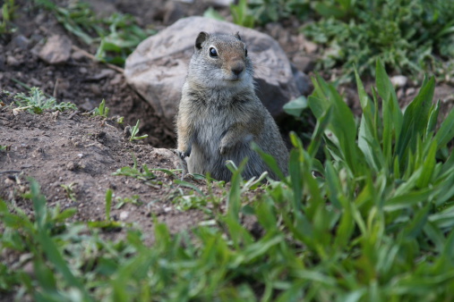 A ground squirrel peeks out of it\\'s burrow.See also: