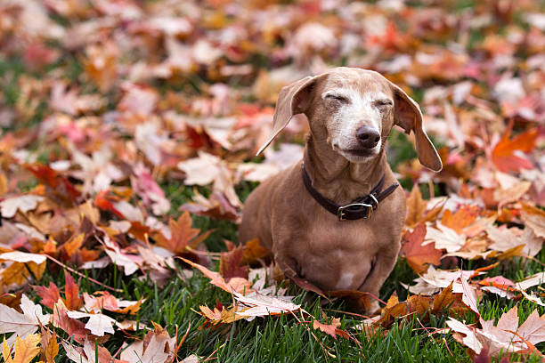 istock Dachshund Sitting In Fall Leaves with Eyes Closed 181138702