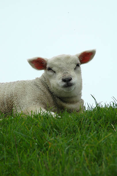 Sweet little lamb staring at you stock photo