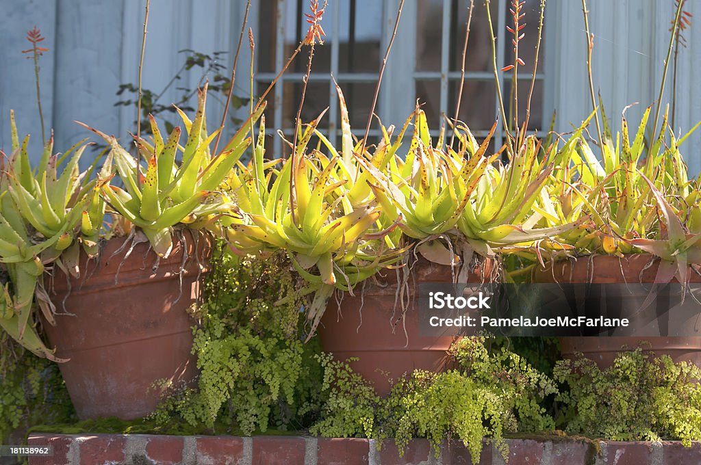 Aloe Plants in Terra Cotta Pots Aloe plants bloom in terra cotta pots along the sidewalk of a city street.  Venice, California, USA Aloe Stock Photo